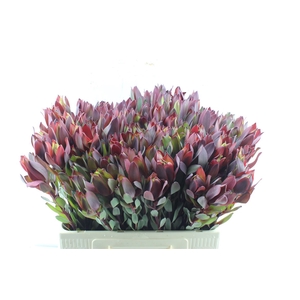 Leucad Senorita