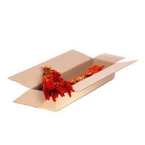 Amaranthus Sb Burnt Orange