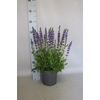 vaste planten 19 cm  Salvia nem. Mainacht