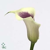 Zantedeschia picasso