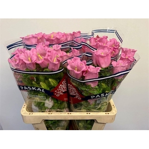 CAMP M CHAMPION PINK