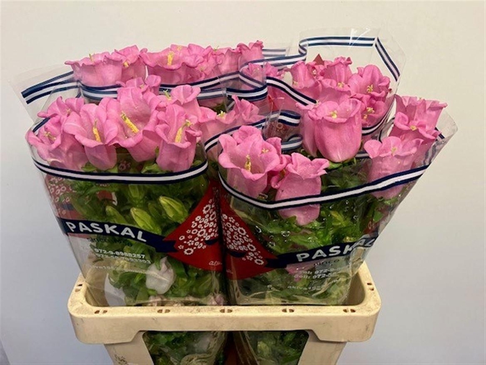 <h4>CAMP M CHAMPION PINK</h4>