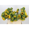 Helianthus Orange Fire