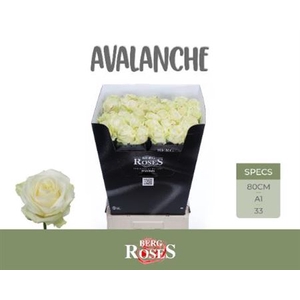 R Gr Avalanche