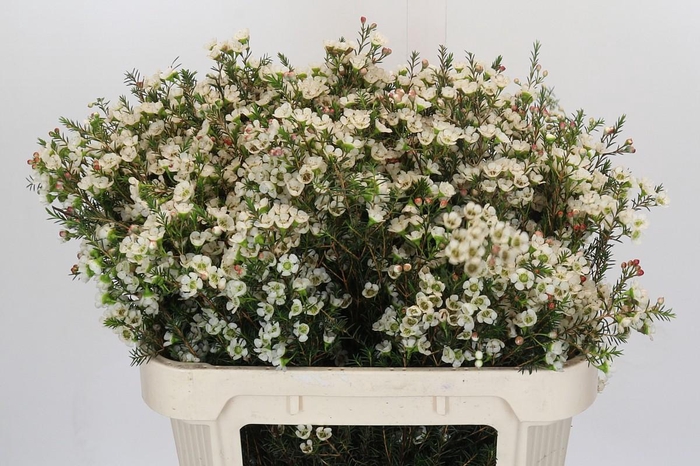 <h4>Chamelaucium Gil</h4>