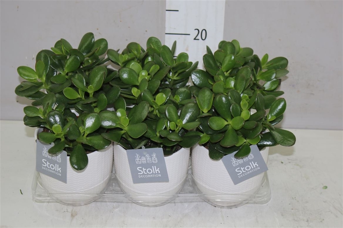 <h4>Crassula Ovata Liv Keramiek</h4>