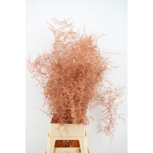 Asparagus Selvatico Copper per stem