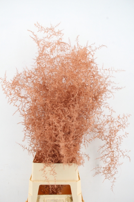 <h4>Asparagus Selvatico Copper per stem</h4>