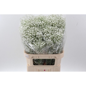 Gyp Pan Dynamic Love Improved