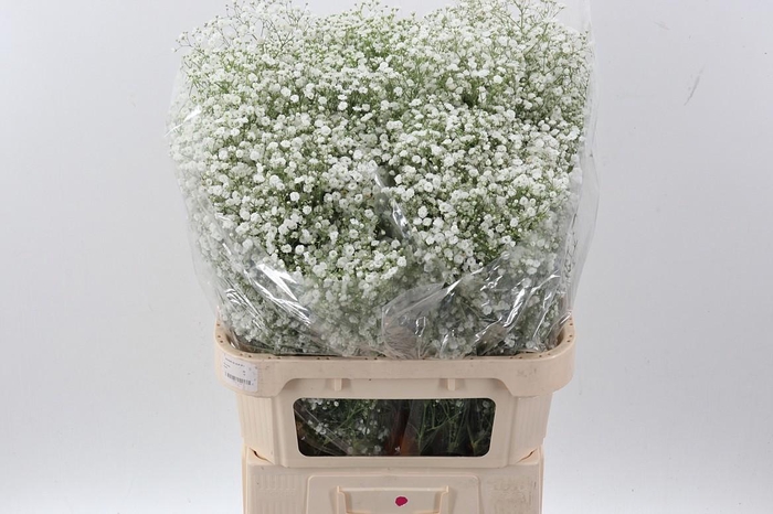 <h4>Gyp Pan Dynamic Love Improved</h4>