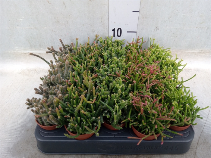 <h4>Rhipsalis   ...mix</h4>