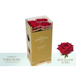 Rosa gr Red Naomi
