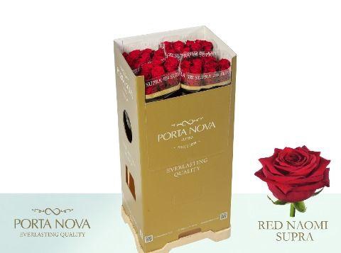 <h4>Rosa gr Red Naomi</h4>