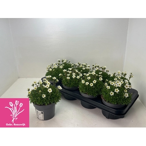 SAXIF AR MARTO WHITE