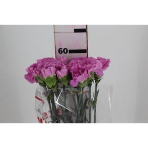 CRAVO BIRMANIA 060 CM