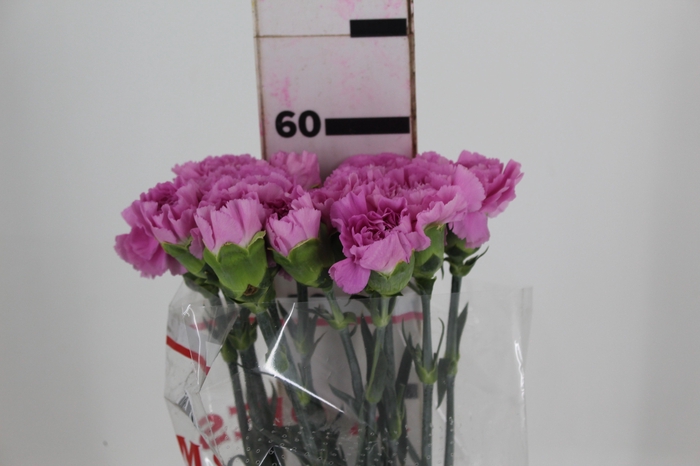 <h4>CRAVO BIRMANIA 060 CM</h4>