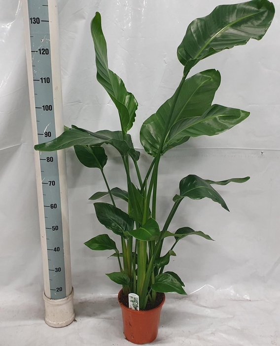 <h4>STRELITZIA NICOLAI</h4>