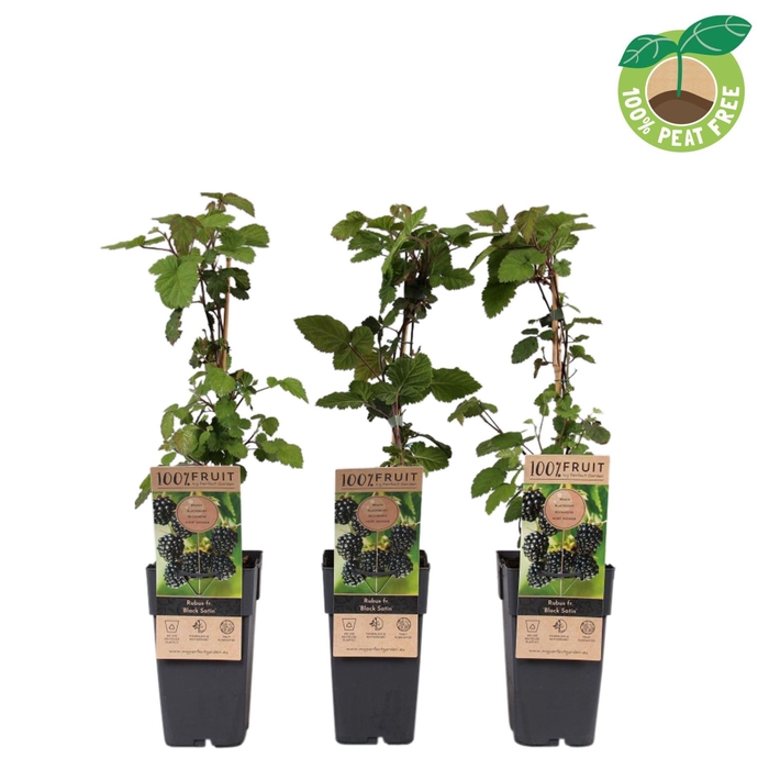 <h4>Rubus Black Satin</h4>