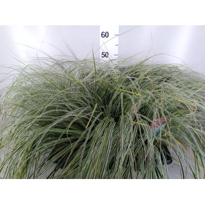 Carex oshimensis 'Everest'