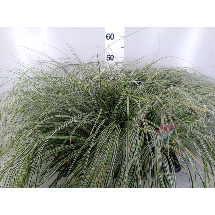 <h4>Carex oshimensis 'Everest'</h4>