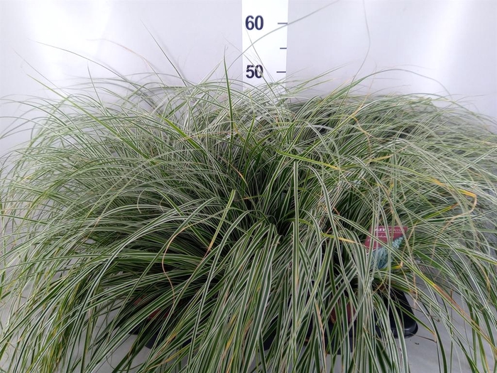 Carex oshimensis 'Everest'