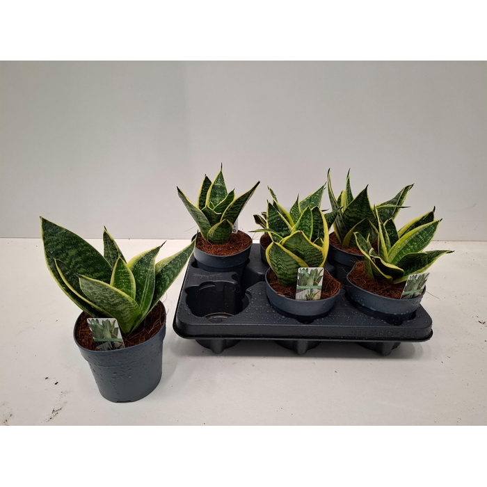 <h4>SANSEV HAHNII</h4>