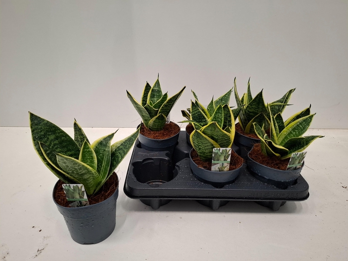 <h4>SANSEV HAHNII</h4>