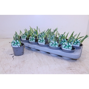 GALANTHUS NIV IN POT