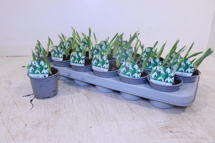 <h4>GALANTHUS NIV IN POT</h4>