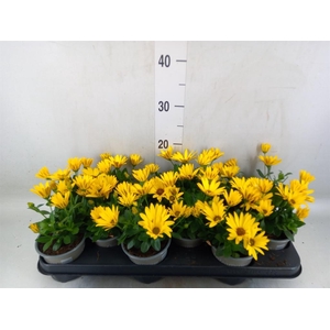 Osteospermum  'Senorita Solana'