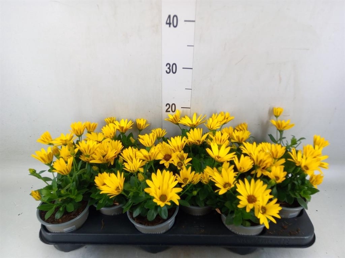 <h4>Osteospermum  'Senorita Solana'</h4>