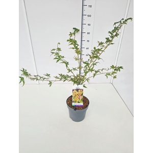 Acer palmatum