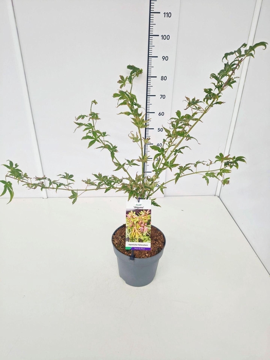 <h4>Acer palmatum</h4>