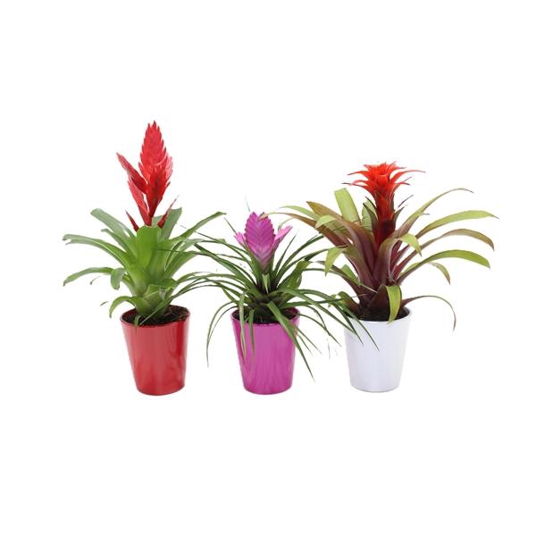 <h4>Bromelia variés</h4>