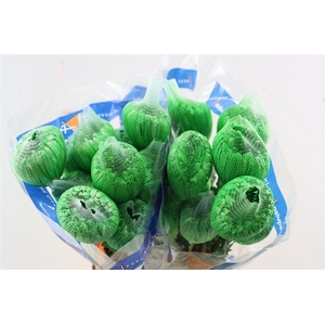 Chr G Kbh Tinted Green