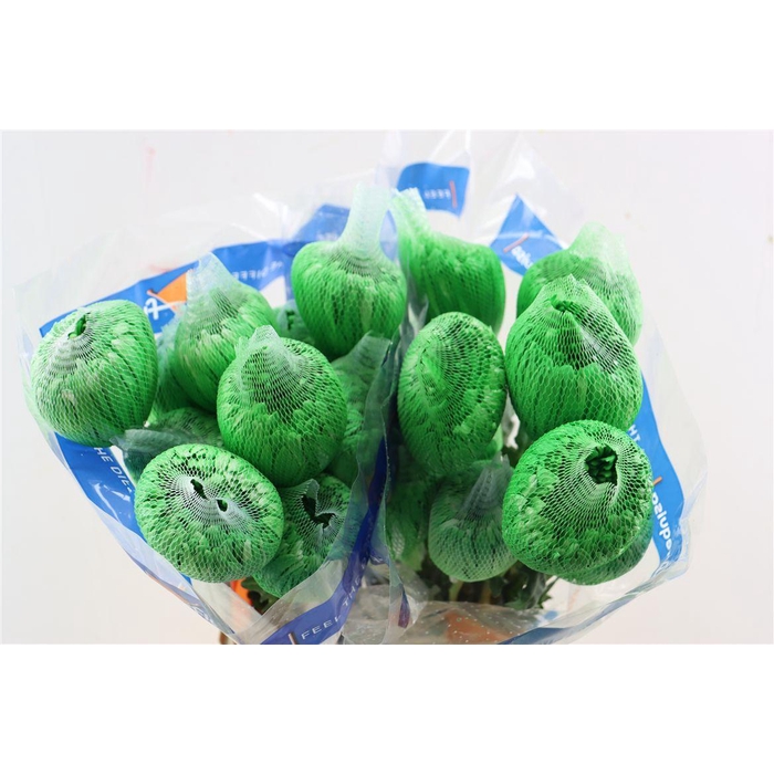 <h4>Chr G Kbh Tinted Green</h4>