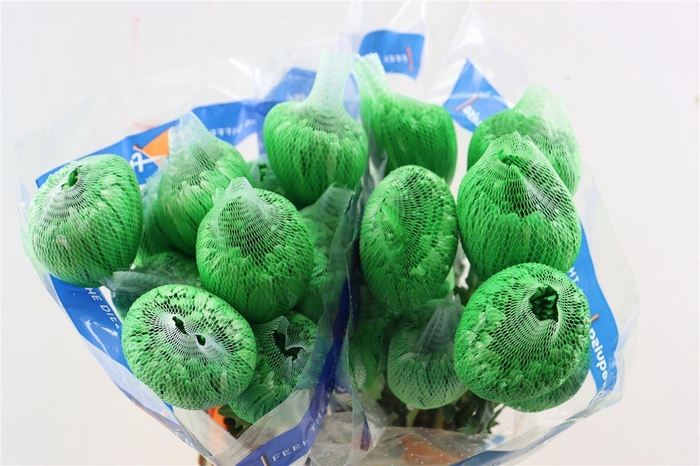 <h4>Chr G Kbh Tinted Green</h4>