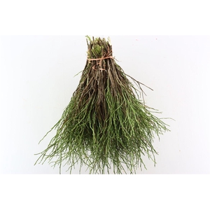 Vaccinium Per Bundle