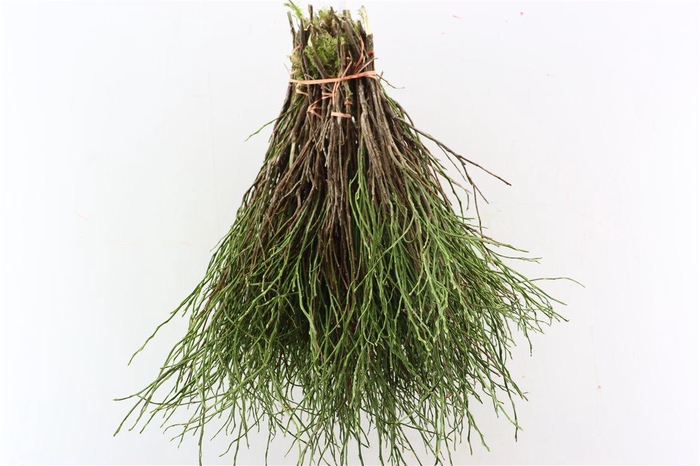 <h4>Vaccinium Per Bundle</h4>