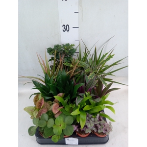 Planten  ..mix