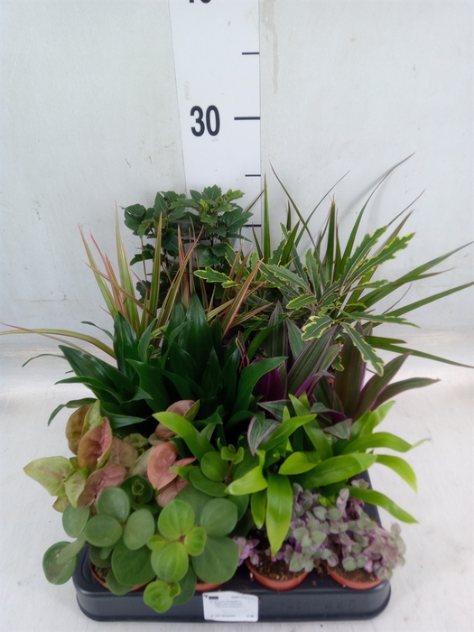 <h4>Planten  ..mix</h4>