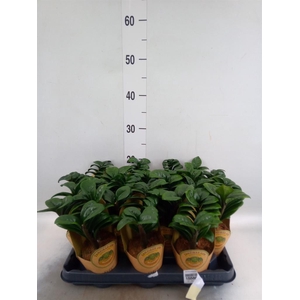 Zamioculcas zamiifolia 'Zenzi'