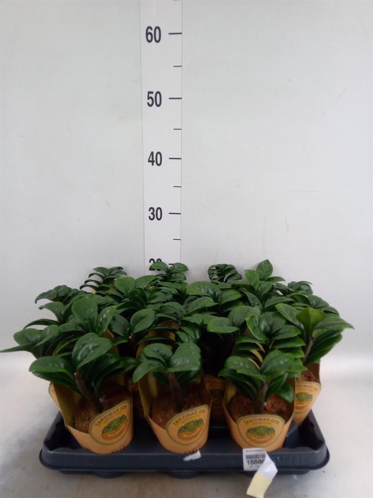 <h4>Zamioculcas zamiifolia 'Zenzi'</h4>