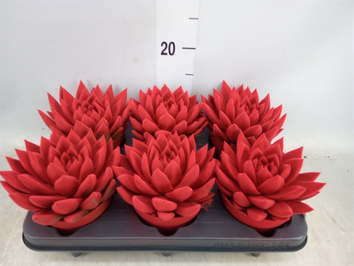 <h4>Echeveria  'Miranda'</h4>