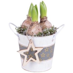 Christmas Arr. Hyacint Zinc Pot Round Star Design Ø12cm 3PP