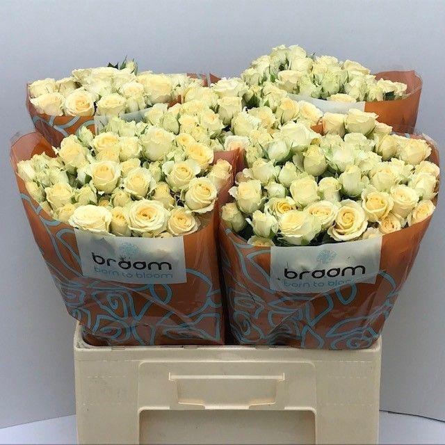 <h4>Rosa TR 'Sancerre' BRAAM</h4>