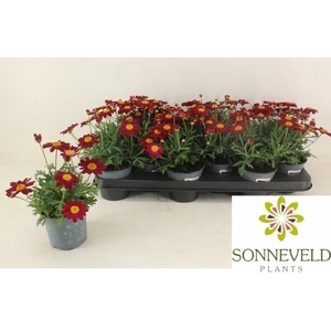 ARG LA RITA PURP RED