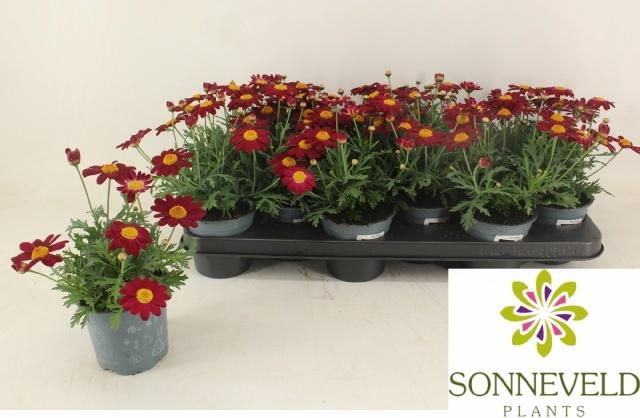 <h4>ARG LA RITA PURP RED</h4>