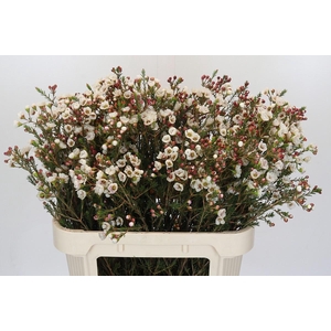 Chamelaucium Moonlight Delight