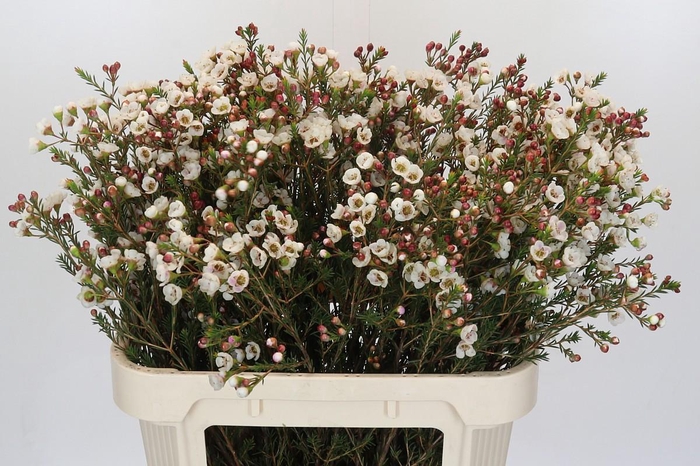 Chamelaucium Moonlight Delight